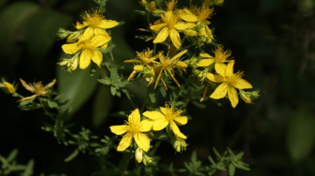 Hypericum perforatum